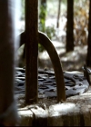 VampireDiariesWorld-dot-org_2x06PlanB1219.jpg