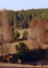 VampireDiariesWorld-dot-org_2x12TheDecent1690.jpg