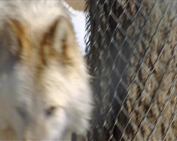 VampireDiariesWorld-dot-org_Seizoen2-DVDExtras-PagesOfTheWolf-BuildingTheBeast0064.jpg