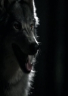 VampireDiariesWorld-dot-org_Seizoen2-DVDExtras-PagesOfTheWolf-BuildingTheBeast0001.jpg