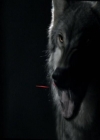 VampireDiariesWorld-dot-org_Seizoen2-DVDExtras-PagesOfTheWolf-BuildingTheBeast0003.jpg