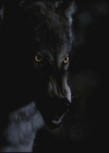 VampireDiariesWorld-dot-org-TVD_3x02TheHybrid3603.jpg