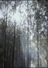VampireDiariesWorld-dot-org-S3TVD_3x12TheTiesThatBind0001.jpg