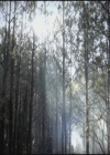 VampireDiariesWorld-dot-org-S3TVD_3x12TheTiesThatBind0002.jpg