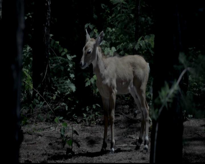 VampireDiariesWorld-dot-org_4x02Memorial0037.jpg