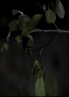 VampireDiariesWorld-dot-org_4x11CatchMeIfYouCan1824.jpg