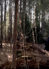 VampireDiariesWorld-dot-org_4x17BecauseTheNight2180.jpg