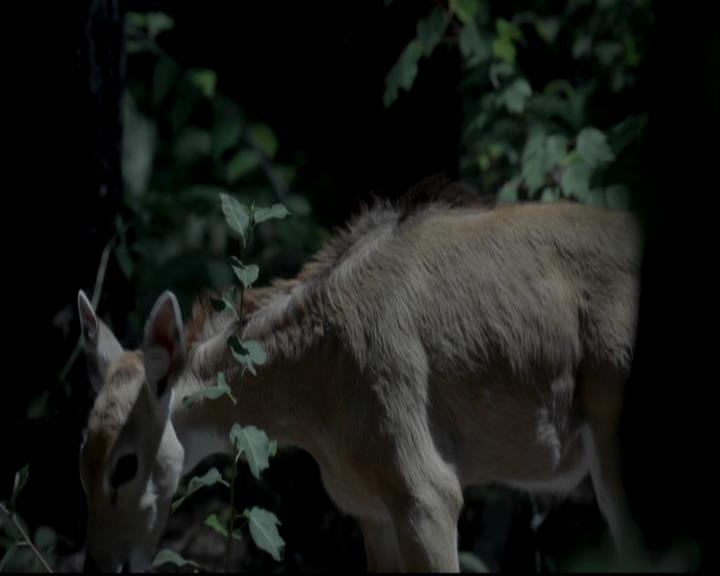 VampireDiariesWorld-dot-org_BloodBoysandBadBehavior-BecomingAVampire0042.jpg