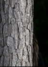 VampireDiariesWorld-dot-org_5x02TrueLies0075.jpg