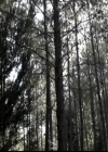 VampireDiariesWorld-dot-org_5x10FiftyShadesOfGrayson0569.jpg