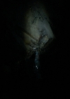 VampireDiariesWorld-dot-nl_7x22GodsAndMonsters1537.jpg