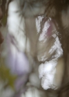 VampireDiaries-dot-nl_VampireDiaries-8x15WerePlanningAJuneWedding1522.jpg