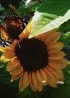 012-3.jpg