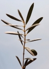 Filename=260.jpg
Filesize=68KiB
Dimensions=1080x1344
Date added=Dec 19, 2019 260.jpg