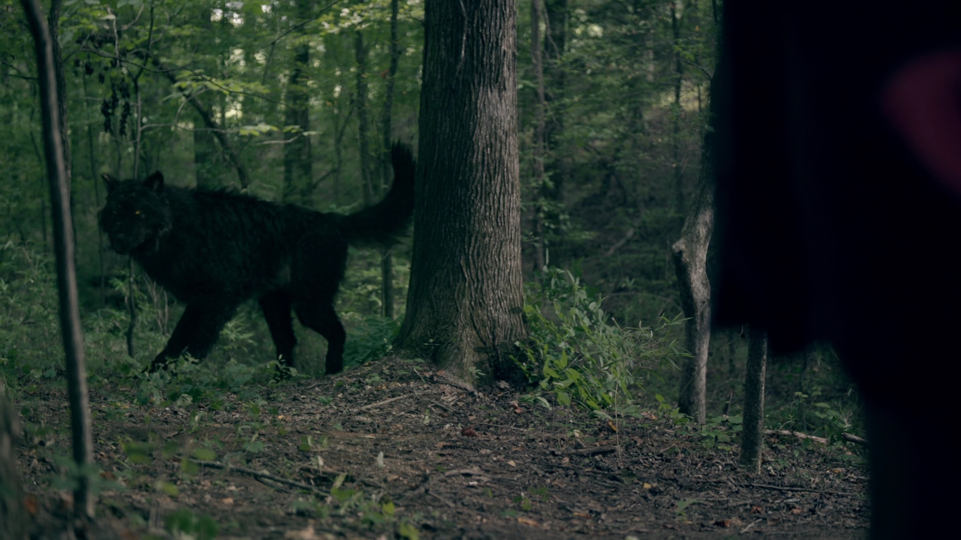 vampirediariesworld-dot-nl_Legacies2x03YouRemindMeofSomeoneIUsedtoKnow01694.jpg vampirediariesworld-dot-nl_Legacies2x03YouRemindMeofSomeoneIUsedtoKnow01694.jpg