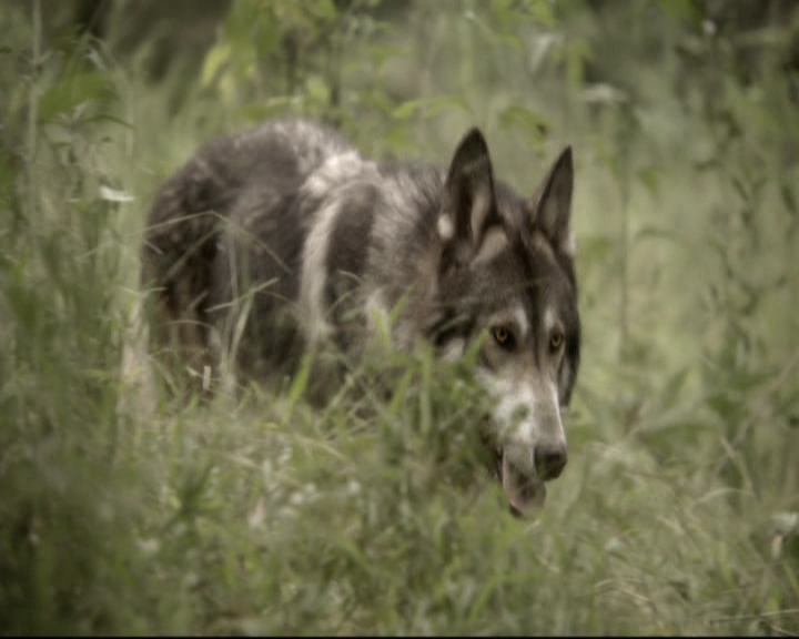 VampireDiariesWorld-dot-nl_TheOriginals-2x01Rebirth0242.jpg VampireDiariesWorld-dot-nl_TheOriginals-2x01Rebirth0242.jpg