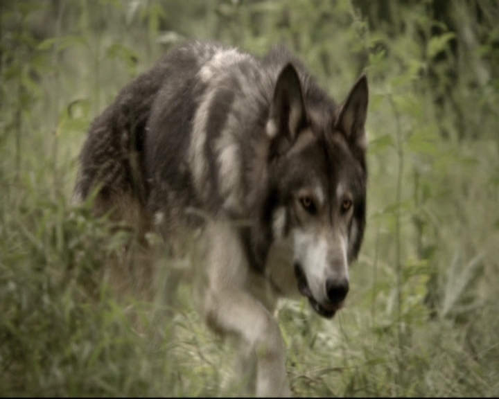 VampireDiariesWorld-dot-nl_TheOriginals-2x01Rebirth0243.jpg VampireDiariesWorld-dot-nl_TheOriginals-2x01Rebirth0243.jpg