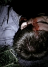 VampireDiariesWorld_dot_org-1x02TheNightOfTheComet00061.jpg